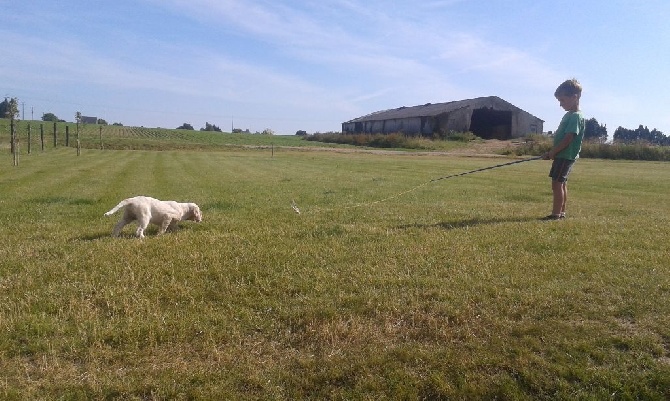 Es Guilloux - lanvaux(2mois et demi) et goulven(7ans) en plein travail